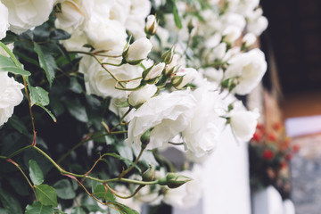 white bushy braided roses in garden on background of stone old house closeup on a sunny summer day, buds of delicate flowers for postcards, color bloom in garden, beautiful blossom in outdoor street