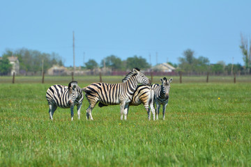 Fototapeta na wymiar Zebras in the steppe in the Falz-Fein Biosphere Reserve “Askania Nova”, Ukraine.