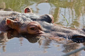 Hippopotamus With Inquisitive Look