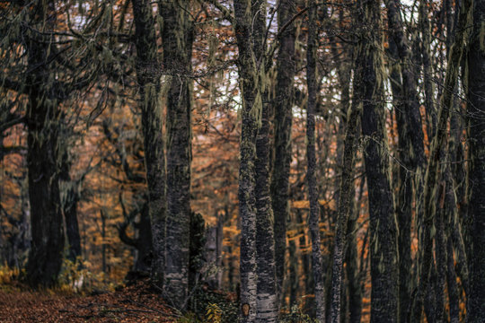 BOSQUE