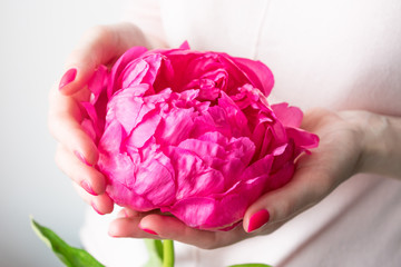 Hands of a woman with pink manicure on nails, very beautiful peony, front view