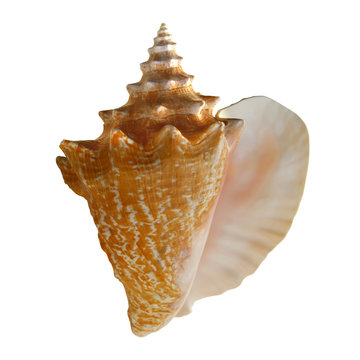 Conch Shell on White Background