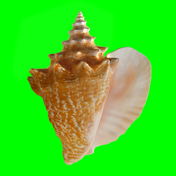 Conch Shell on Chroma Key Green Background 1