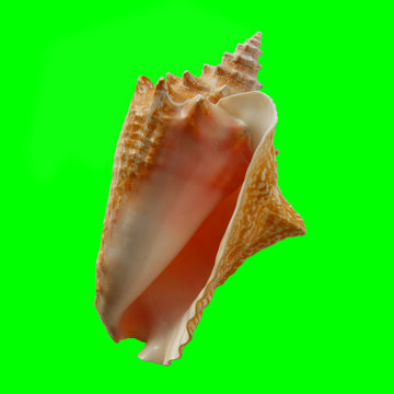 Conch Shell on Chroma Key Green Background 2