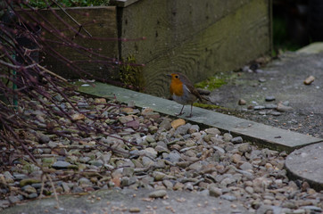 Garden Robin