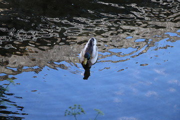Duck swimming in the river