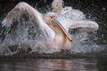 Great white pelicans bathing