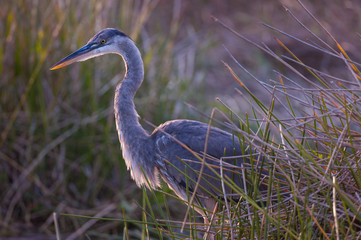 Great blue heron hunting in marsh