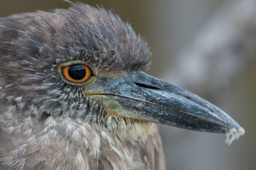 Juvenile Black-crowned Night-Heron headshot