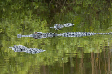 Three Alligators in pond everglades