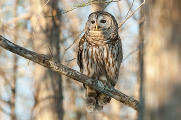 Barred owl on perch