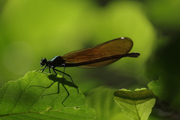 Dragonfly on a green leaf