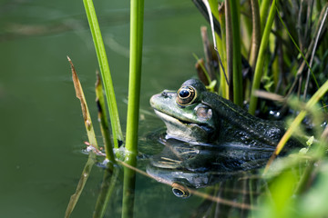 Teichfrosch