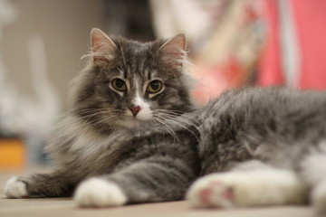 Fototapeta na wymiar cute grey furry cat