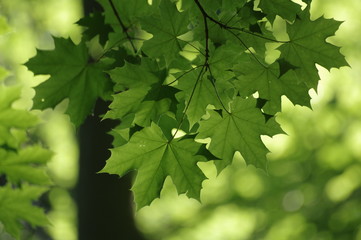 Fototapeta na wymiar Maple leaves glowing in the sun light