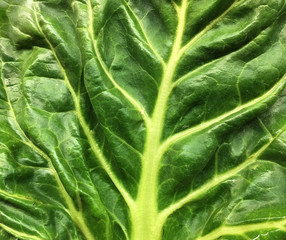 very Nice White Swiss Chard