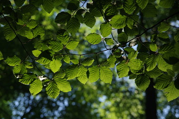 Green linden tree branch leaves