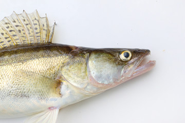 The Walleye or Pike-perch - Sander lucioperca. Fishing catch on white background.