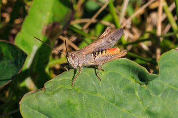 Grasshopper sits on the grass close-up. Macro photo of a grasshopper sitting on a sheet. Locust sitting in the grass. A green grasshopper sits on a branch.