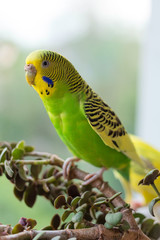 Budgerigar sits on a branch. The parrot is brightly green-colored. Bird parrot is a pet. Beautiful, pet wavy parrot.