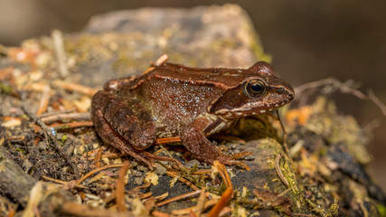 Frosch sitzt auf Stein