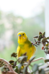 Budgerigar sits on a branch. The parrot is brightly lemon-colored. Bird parrot is a pet. Beautiful, pet wavy parrot.