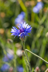 Obraz premium Wildflowers close-up. Beautiful macro photo of flowers. A beautiful summer flower growing in the garden. Field beautiful flowers.