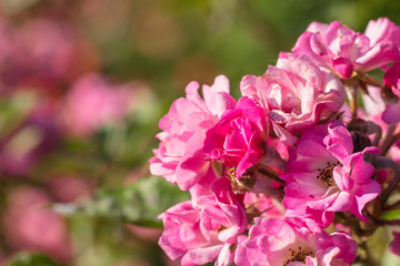 Macro photo of a red rose. Picture of a field rose close-up. Flowers of a rose in a garden close-up. Beautiful floral background.