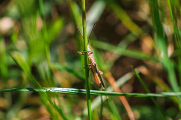 Grasshopper sits on the grass close-up. Macro photo of a grasshopper sitting on a sheet. Locust sitting in the grass. A green grasshopper sits on a branch.