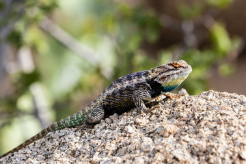 Desert Spiny Lizard (sceloporus magister) on a granite rock, with brightly colored scales, in Arizona's Sonoran desert. 