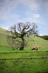 Naklejka premium ... horse and an Oak tree