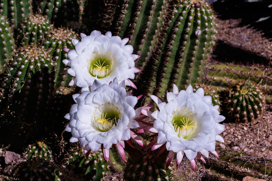 Argentine Giant Cactus Images  Browse 115 Stock Photos, Vectors, and Video  | Adobe Stock