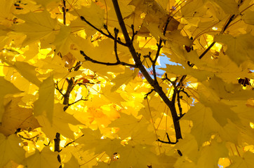 Golden Maple Leaves Exhibiting the Elegance of Autumn
