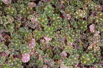 Close up of leaves, textured abstract