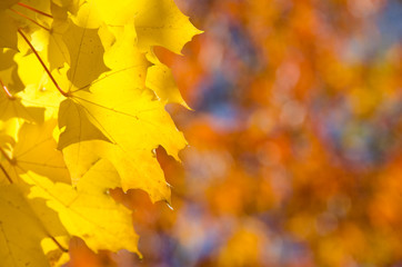 Naklejka na ściany i meble Golden Maple Leaves Exhibiting the Elegance of Autumn