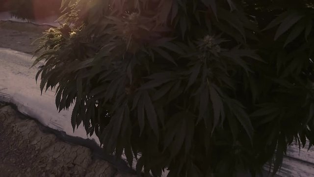 Gorilla Glue Sunset Harvest 1