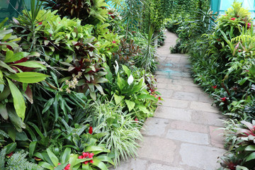 Close up of tropical plants and path