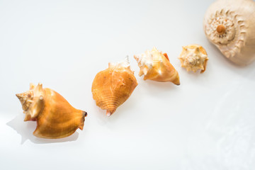 Group of seashells in studio with white background