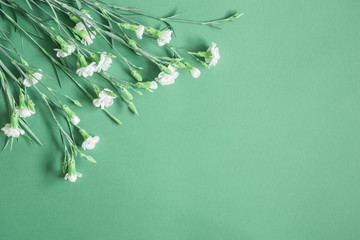 Flowers composition. Border of white flowers on a green background. Greeting card. Flat lay, top view, copy space 
