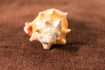 Seashells isolated on brown
