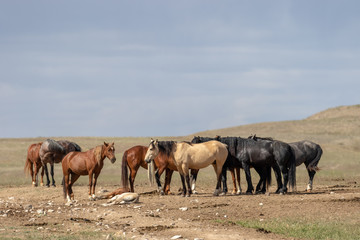 Wild Horse Herd in utah