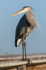 Great blue heron on fence