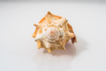 Seashells isolated on white