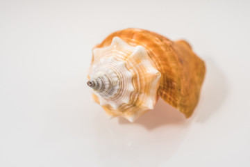 Seashells isolated on white