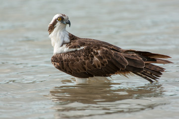 Osprey sitting in water