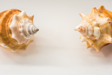 Seashells isolated on white