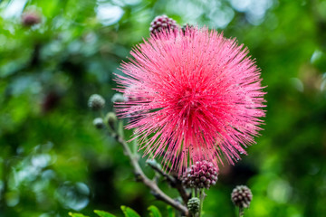 Strange Flower blossom in the forest