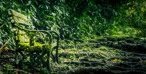 Old bench camouflage in the overgrown tropical forest 