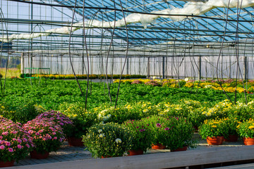 Flowers in greenhouse in floriculture farm