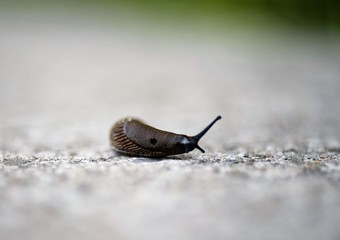 Close up view of a snail walking around on a white background